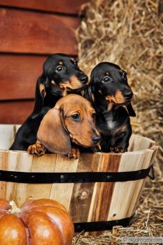 Autumn Dachshunds