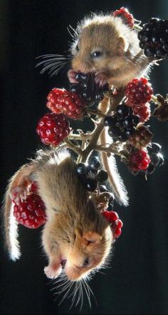 Acrobatic dormice