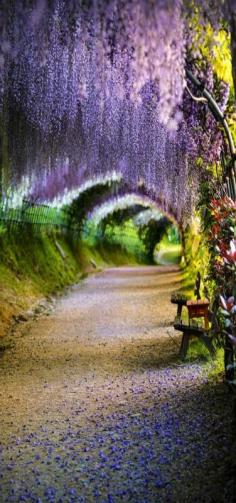 Wisteria flower tunnel ~ Japan