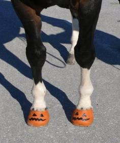 Pumpkin painted horse hooves