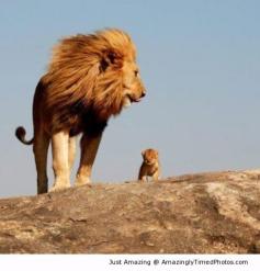 Father Lion and son