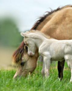 Horses