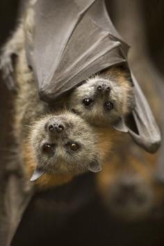 Adorable flying foxes (harmless fruit bats) have the sweetest faces. How can anyone be afraid of these? A parrot will nip you harder.