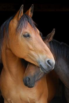 Horse Love