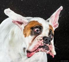 11 Slow Motion Photographs Of Dogs Shaking Their Heads. Via a Book named “Shake”