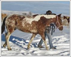 A BLM Mustang Pintaloosa from the herd in Burns, Oregon.