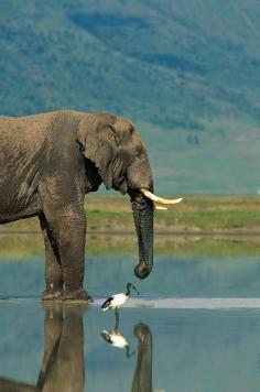 With a sacred ibis beside him, an African elephant drinks from the waters of a pan - Botswana, Africa