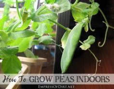How To Grow Peas Indoors | empressofdirt.net