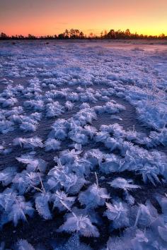 Ice flowers