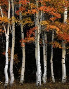 Idaho, south east, Aspens in autumn in the Cache National Forest stand out against dark pines and mountain side