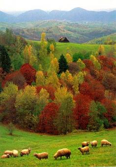 Fall pastoral scene, Romania