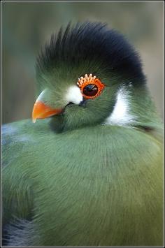 White Cheeked Turaco