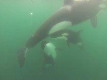 Orca Survives Life-Threatening Entanglement After Pod Keeps Her Afloat
