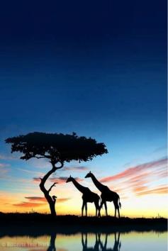 If I could travel anywhere in the world I would go to Africa......