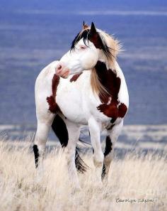 Shaman - a wild mustang in Oregon