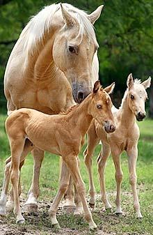 Country Living - Beautiful Mare with her twins