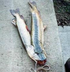 Why I fish for trout. Two Headed Pike caught in the Missouri River.