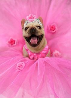 pink dog - I WANT THIS DOG ! I think it's a French Bulldog. My yellow Lab needs someone to play with. And, I want this skirt for my dog. Someone should tell my husband.