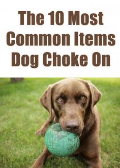 If you have a dog, you need to know these... theilovedogssite.... - very useful info