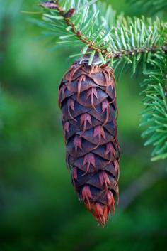 Oregon Pine Cone