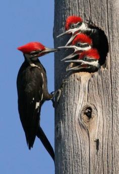 Woodpeckar Feeding Chicks