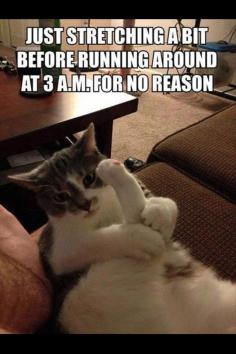 Just stretching a bit...  www.funnycatsblog... #funnycatmemes #funnycats #funnycat
