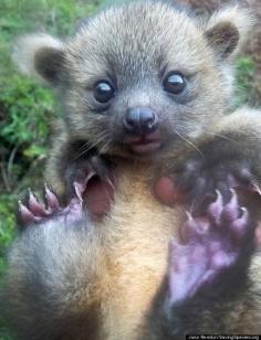 Baby Olinguito: About the size of a kitten, this is the cub of the new species of mammal described earlier this year. Olinguitos eat fruit and only have one baby at a time. Their long claws and padded feet help them grip branches as they walk among trees in the cloud forest.