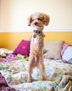 this little guy's name is ramen noodle and he has no front legs and he is absurdly cute