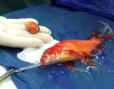 SYDNEY (Reuters) - A pet goldfish named George was recovering "swimmingly well" after emergency surgery to remove a life-threatening head tumor, a veterinarian at an Australian animal hospital said.
