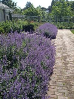 Nepeta "Walker's Low" planted as a hedge, similar to lavendar. Must add to the list.