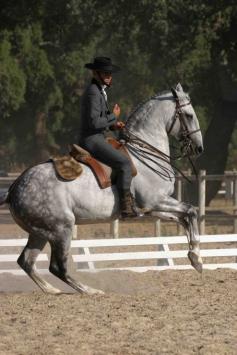 Grey Lusitano stallion Oxidado in Portugal.