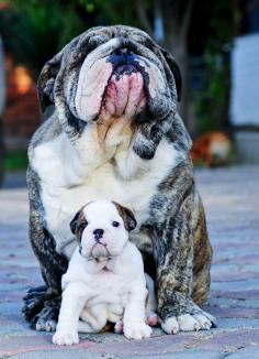 English Bulldogs