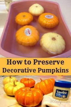 Make your decorative gourds and pumpkins last all season long!