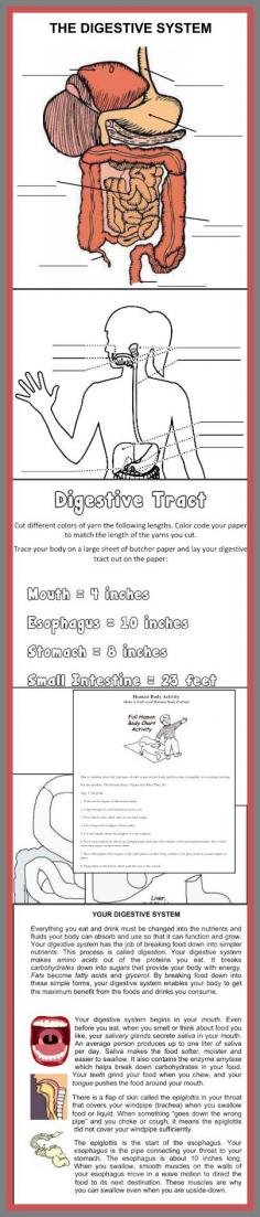 Download Club members can download these digestive system teaching resources @ www.christianhome...