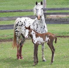 Leopard Appaloosa mare and foal