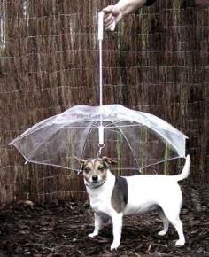 The pet umbrella keeps your dog “dry and comfortable.” | 28 Ingenious Things For Your Dog You Had No Idea You Needed