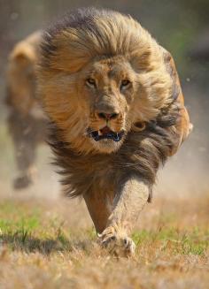the running lion in jungle #lion #wildlife #animals