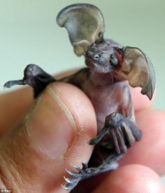 Gremlin bat dropped by mum in flight nursed back to health ~ One-week-old Cruella may look a bit scary but in reality she is highly vulnerable.  The baby brown long-eared bat in the care of Secret World Wildlife Rescue at East Huntspill near Highbridge in Somerset, was found by a member of the public in Minehead after it is believed her mother dropped her during flight.