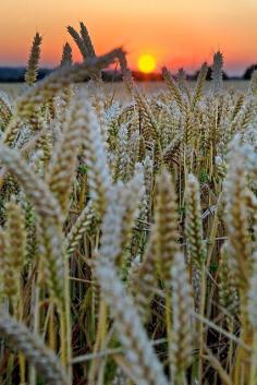 Barley Sunset, France | La Beℓℓe ℳystère