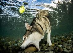 Cedar the Amazing Diving Husky prefers the rock to his ball.