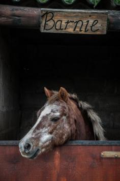 What a cute pony!