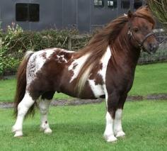 Shetland Pony stallion Kerswell Mosaic