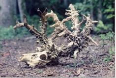 "In October 1989, a hunter from Ohio, Lionel Crissman, made an astonishing discovery. He discovered the skeleton of a deer whose plume sported almost 1000 points." translated from quebecois french, but you get the idea.