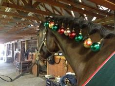 Horses love Christmas.