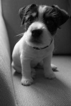 Jack Russell