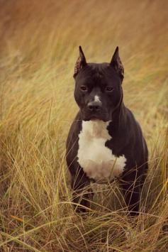 so handsome! #Pitbull