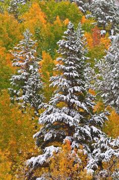 Fresh snow on fall aspens and pines along Bishop Creek, Inyo National Forest, Sierra Nevada Mountains, California USA ~  By Russ Bishop