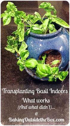 #BakingOutsidetheBox | Super easy and inexpensive. Bring your basil indoors and have fresh basil all winter.