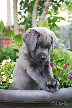 Charcoal Lab Puppy.