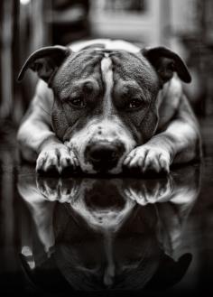 Great dog portrait by Laura Gogler